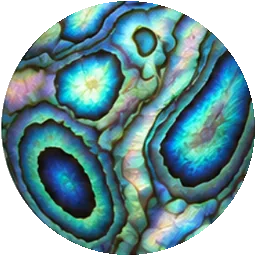 paua shell (abalone)